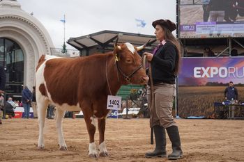 La UNLZ ganó un primer puesto en la Expo Rural gracias a una vaquillona preparada en la Facultad de Agrarias