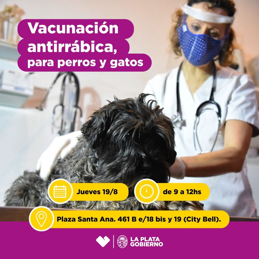 Perros y gatos recibirán la vacuna contra la rabia de forma gratuita