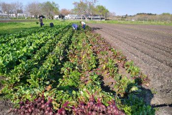 La cosecha de verduras fue en la Unidad 12 de Gorina