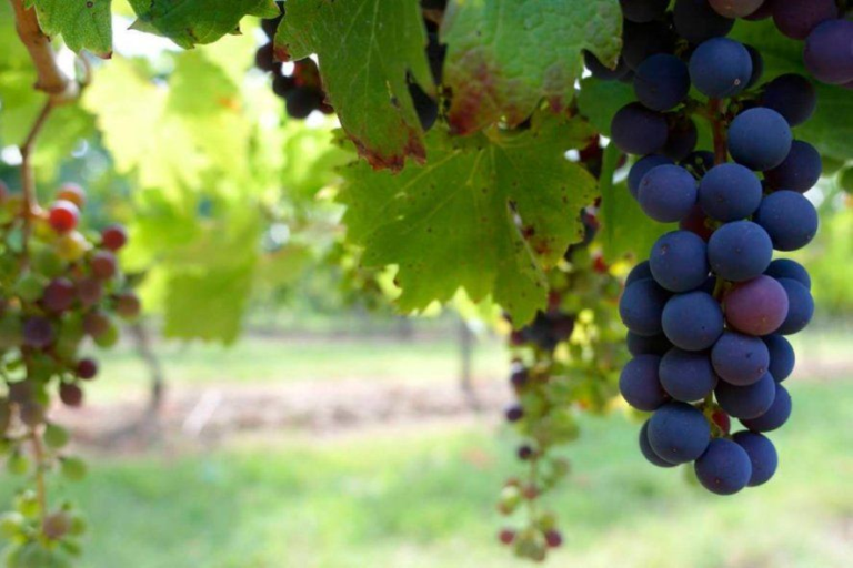 Día del Vino Argentino: los mitos sobre la bebida nacional