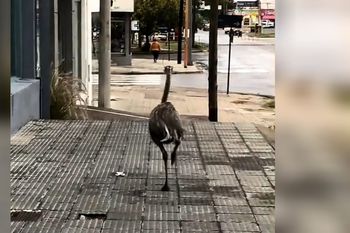 El ñandú que escapó por las calles de Bahía Blanca