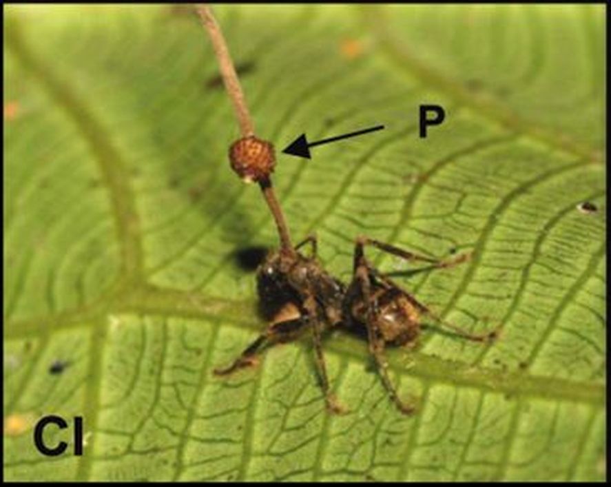 Hongo Ophiocordyceps unilateralis eclosionando desde el