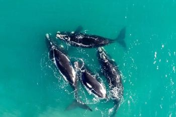 Las cuatro ballenas francas australes en Mar del Plata. Las cuatro ballenas francas australes en Mar del Plata.