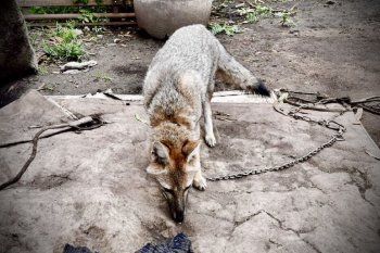 no era un perrito: tenian una zorra como mascota en su casa de mar del plata no era un perrito: tenian una zorra como mascota en su casa de mar del plata