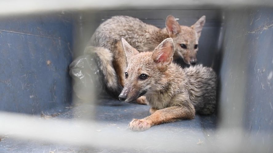Dos zorros pampeanos fueron devueltos a su hábitat en San Clemente del Tuyú, tras ser rescatados y rehabilitados.