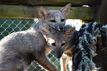 Dos zorros pampeanos volvieron a su hábitat en San Clemente del Tuyú.