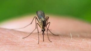 Autoridades sanitarias de la Provincia levantan la guardia ante una posible epidemia de fiebre amarilla