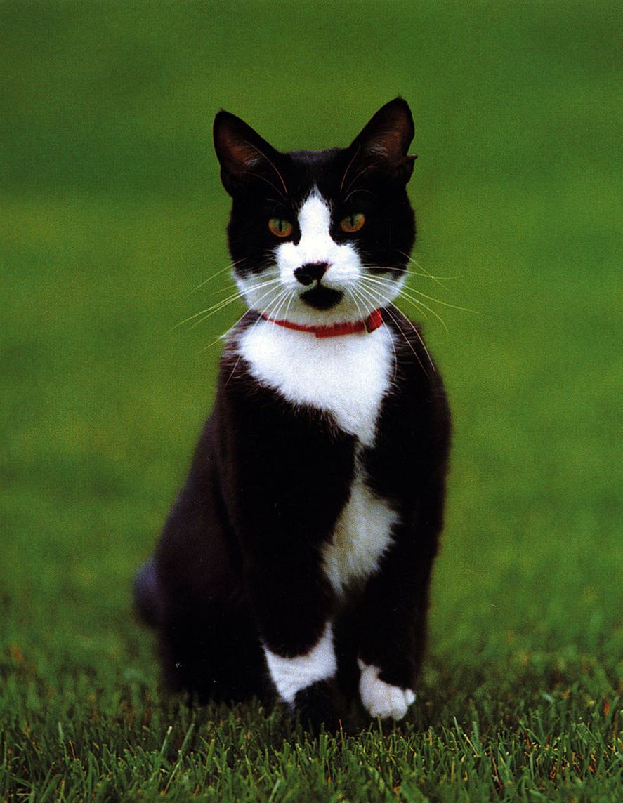 Socks, el "gato de la Casa Blanca".