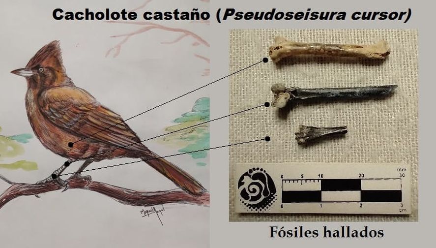 Hallaron restos fósiles de un un ave fósil que existió hace más de 500 mil años en San Pedro.