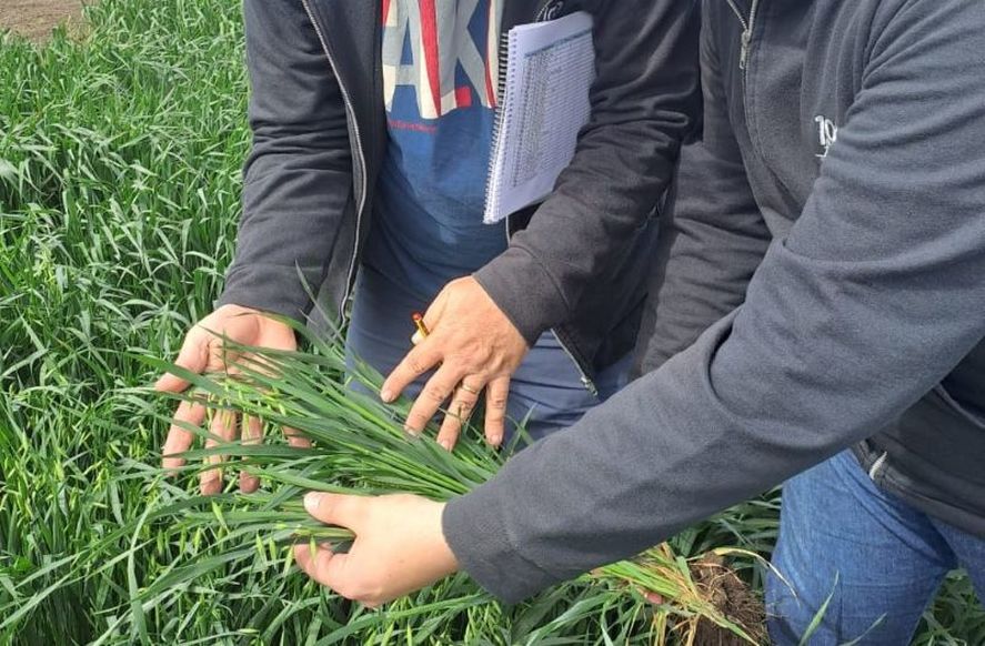 La avena Bonaerense INTA Yapa se cultiva con técnicas de agricultura regenerativa. La avena Bonaerense INTA Yapa se cultiva con técnicas de agricultura regenerativa.