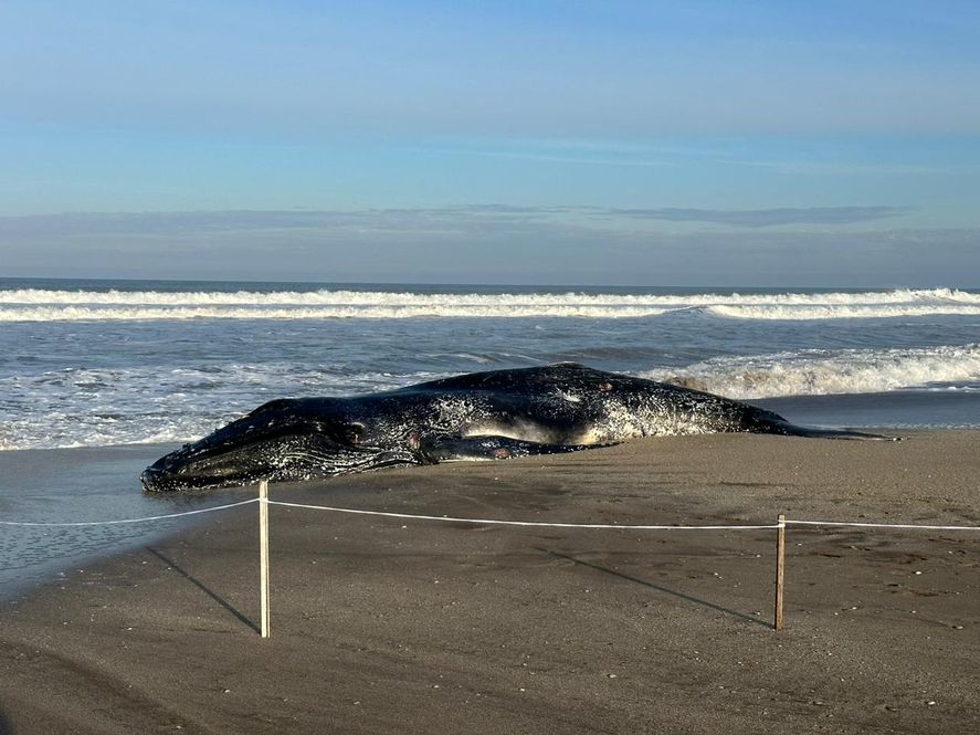 Pinamar: los especialistas recomiendan no acercarse al cuerpo de la ballena, ya que podría tener enfermedades. Pinamar: los especialistas recomiendan no acercarse al cuerpo de la ballena, ya que podría tener enfermedades.