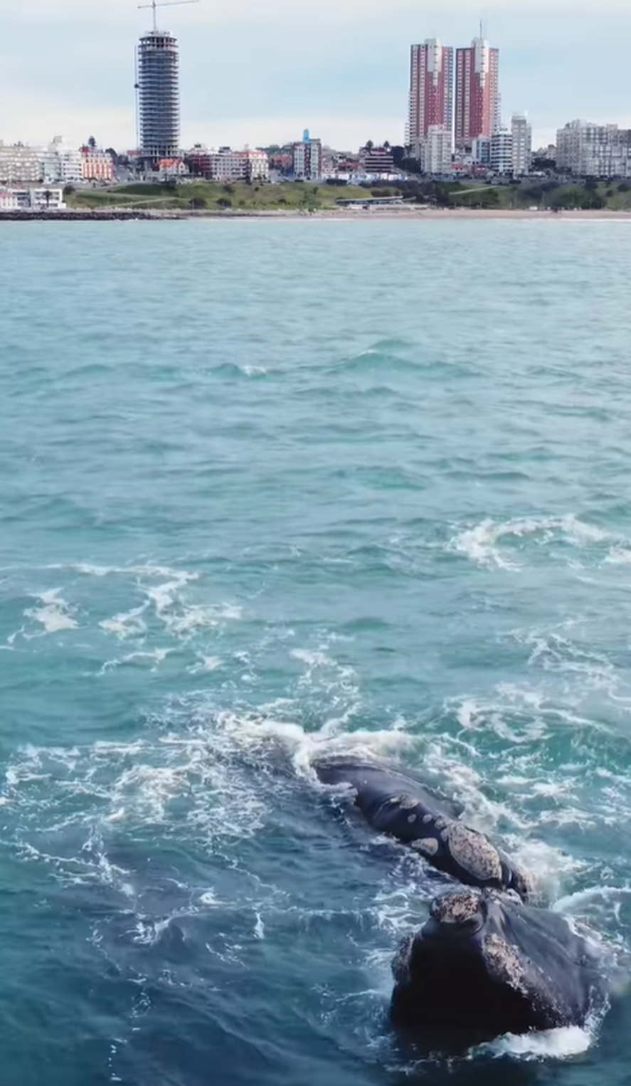 Este jueves un grupo de ballenas se acercó a la costa de Mar del Plata y brindó un increíble espectáculo natural. Este jueves un grupo de ballenas se acercó a la costa de Mar del Plata y brindó un increíble espectáculo natural.