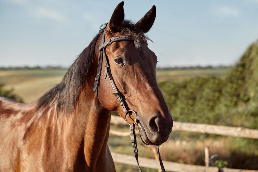 Encefalitis Equina: actualización epidemiológica. Encefalitis Equina: actualización epidemiológica.