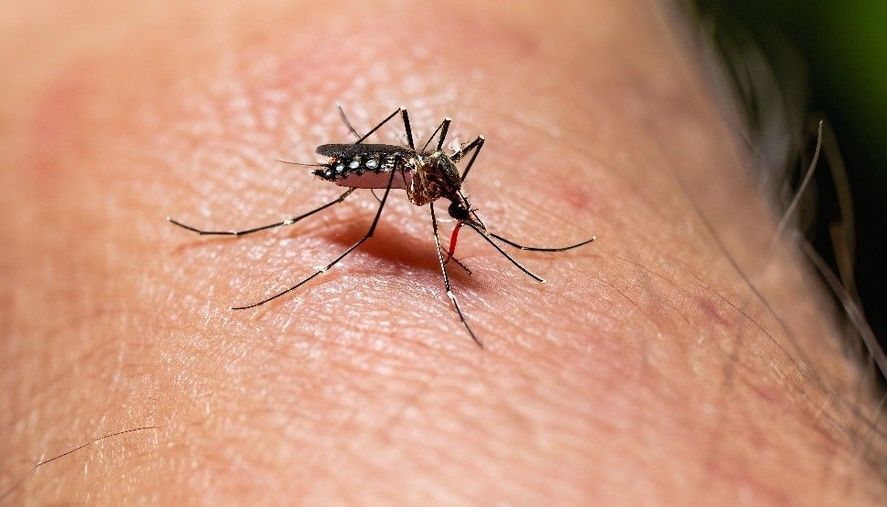 Con el objetivo de evitar la reproducción y proliferación de mosquitos transmisores de dengue, el Municipio trabajará en diversos puntos de La Plata.  