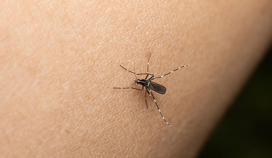 El descacharrado es una medida efectiva para prevenir la picadura de mosquitos, entre ellos el Aedes Aegypti que es el transmisor del dengue.