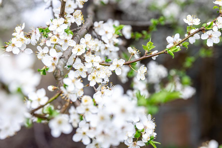 Conocé cuál es el significado de la Primavera y por qué es conocida como la temporada de las flores. 