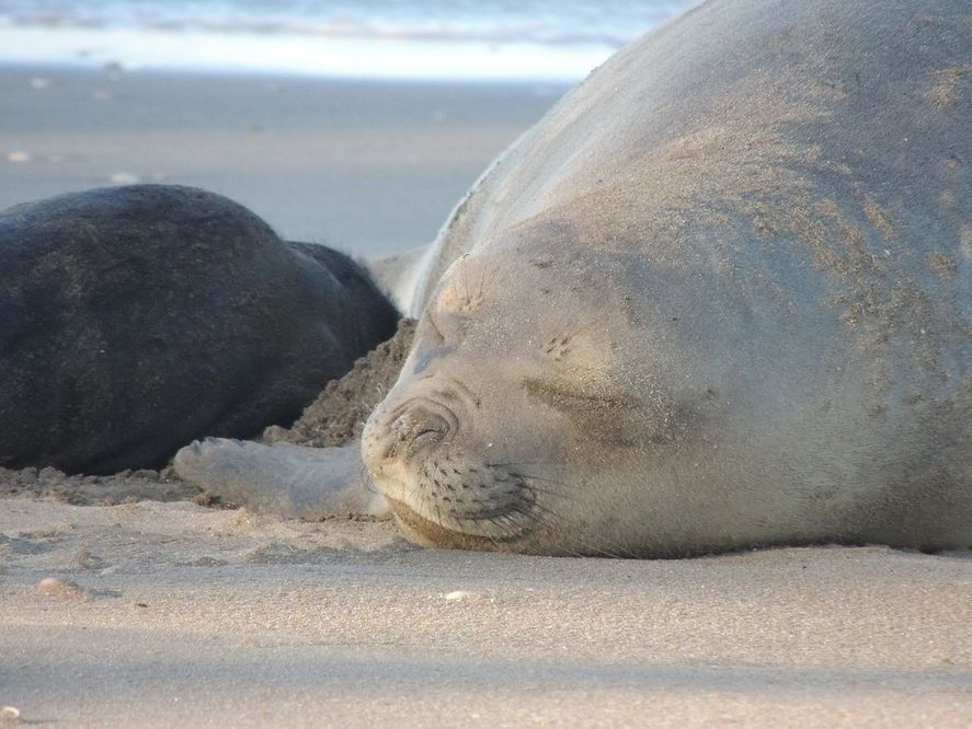 En Villa Gesell abrieron un concurso para elegir el nombre del elefante marino que nació el fin de semana largo en sus playas.