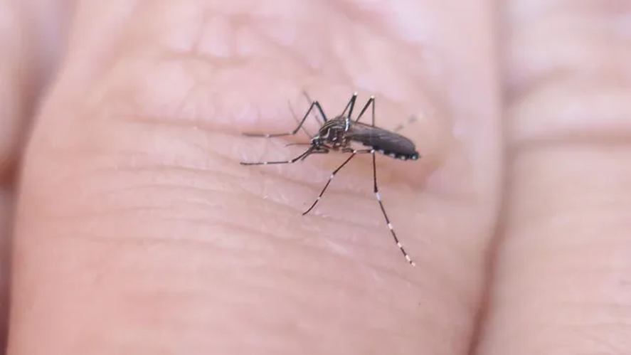 Encefalitis Equina: actualización epidemiológica.