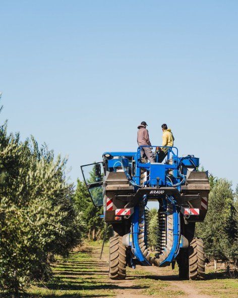 Por sus características climáticas y de la tierra, el sudoeste bonaerense es apropiado para la producción de olivas. Por sus características climáticas y de la tierra, el sudoeste bonaerense es apropiado para la producción de olivas.
