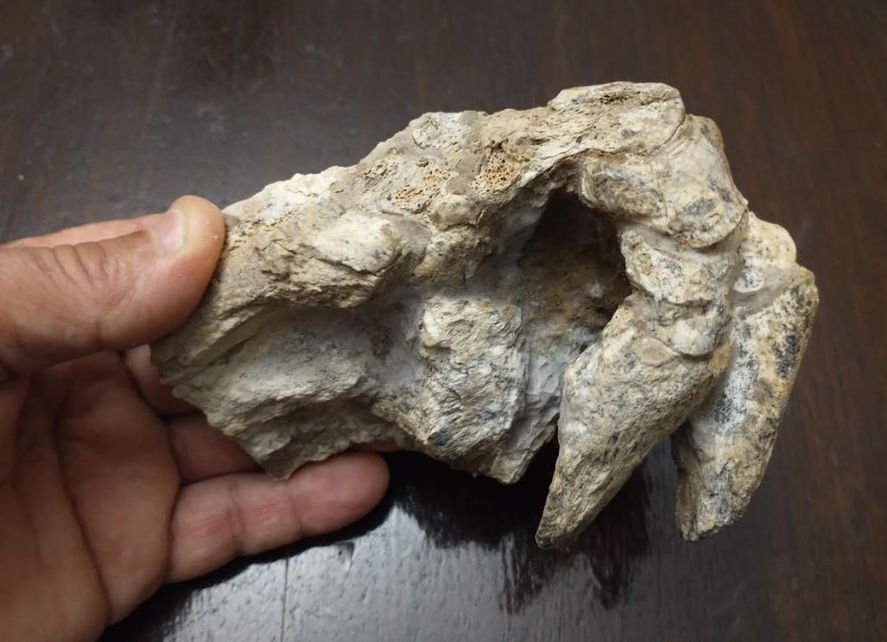 Hallaron restos fósiles de un tigre dientes de sable en un sector de barrancas en San Pedro. Hallaron restos fósiles de un tigre dientes de sable en un sector de barrancas en San Pedro.