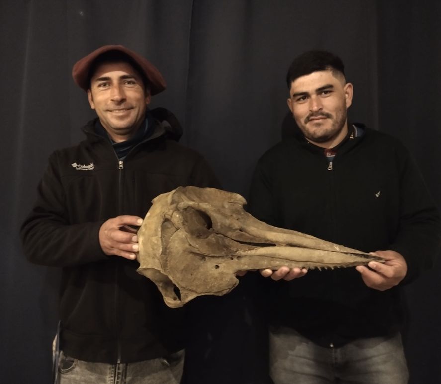 En San Pedro hallaron el cráneo de un delfín de hace unos 5 mil años que vivió en la zona durante la última ingresión del mar al continente. En San Pedro hallaron el cráneo de un delfín de hace unos 5 mil años que vivió en la zona durante la última ingresión del mar al continente.