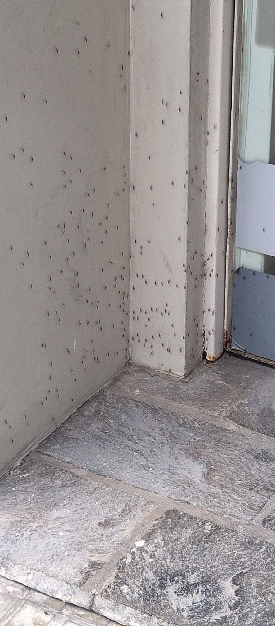 Nueva invasión de mosquitos en la provincia de Buenos Aires. Nueva invasión de mosquitos en la provincia de Buenos Aires.