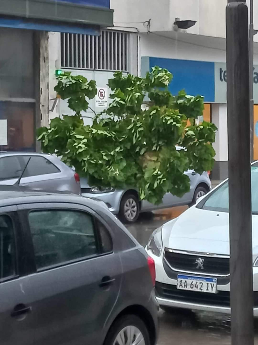 Entre las calles Franklin y Remedios de Escalada, un árbol cayó sobre un auto.