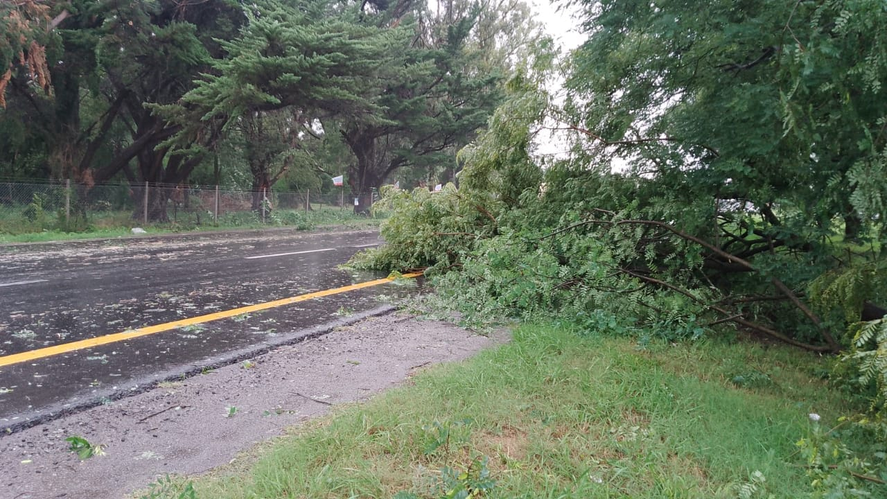 Debido al viento caida de árboles sobre Ruta 2.