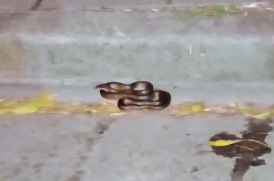 Un animal de un metro de largo fue visto en las calles de Mar del Plata.