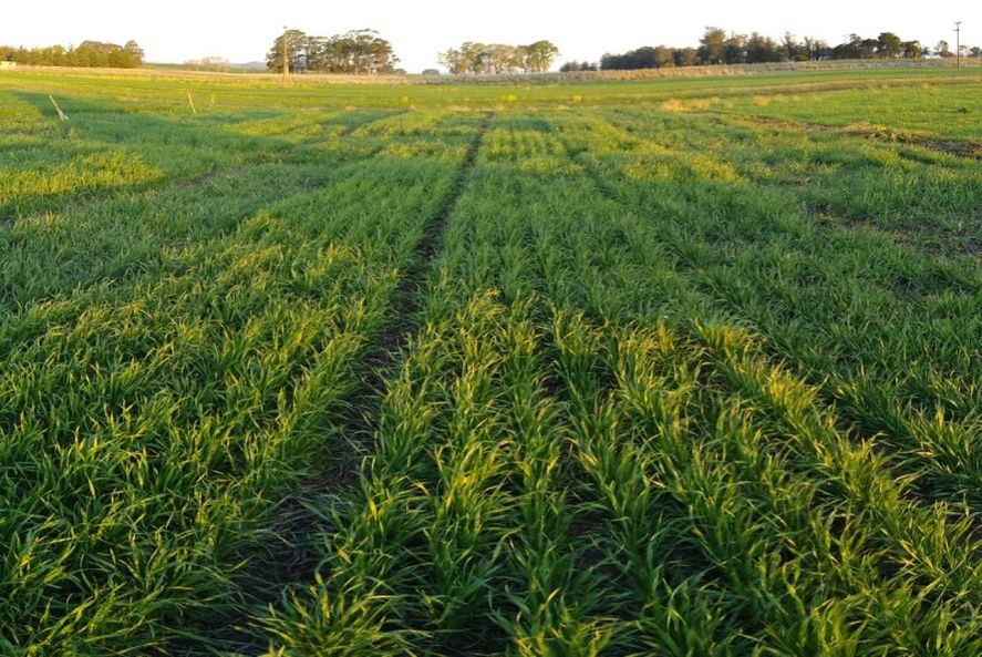 La motosierra de Milei quiere podar al INTA: Alerta por un plan de despidos y venta de tierras en provincia de Buenos Aires