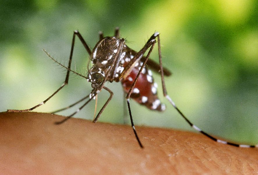 Según el último Boletín Epidemiológico del Ministerio de Salud bonaerense, siguen en aumento los casos positivos de dengue y hay 53 fallecidos.