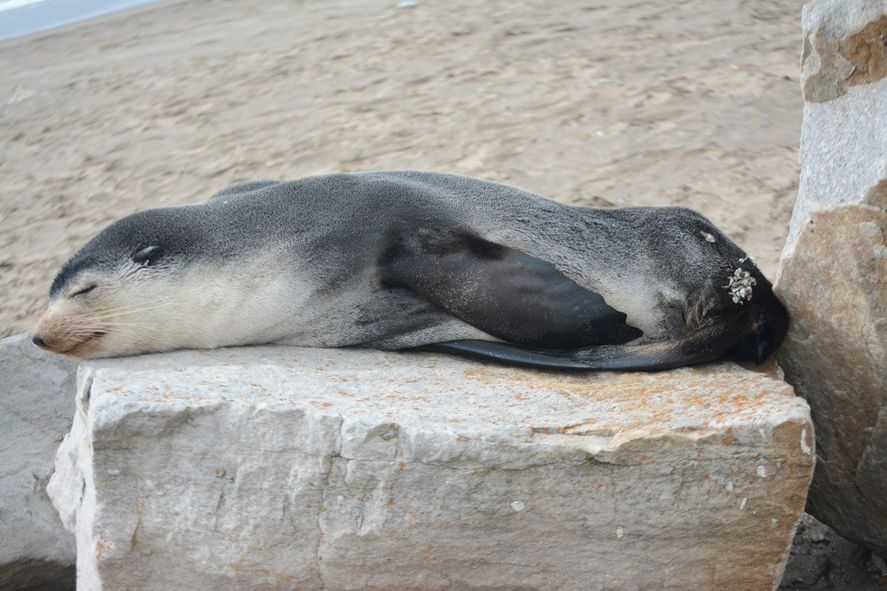 Esta semana las playas de la provincia de Buenos Aires fueron visitadas por lobos marinos subantárticos.