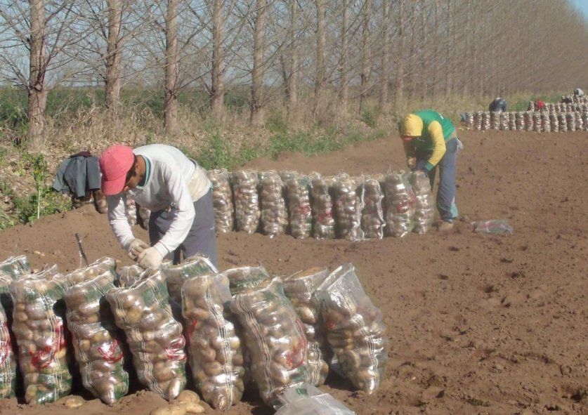 El cultivo de papa está generalizado por altos niveles de informalidad.