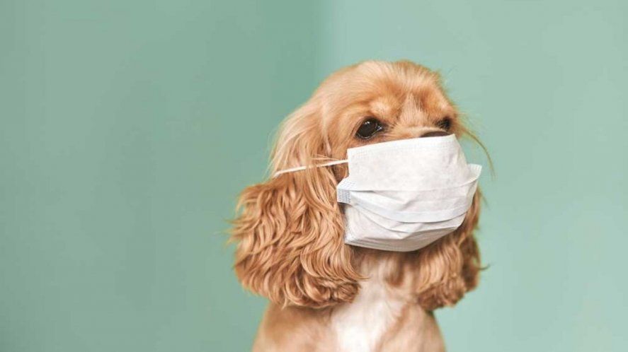 Animales estresados: las nuevas consultas en veterinarias Animales estresados: las nuevas consultas en veterinarias