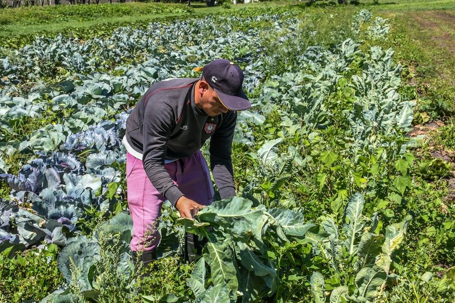 Productores del Cinturón Hortícola Platense afirman que Productores del Cinturón Hortícola Platense afirman que