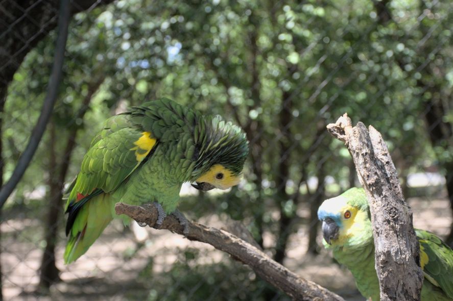 El Ministerio de Salud de la Salud informó un aumento de casos de la enfermedad psitacosis en Argentina. El Ministerio de Salud de la Salud informó un aumento de casos de la enfermedad psitacosis en Argentina.