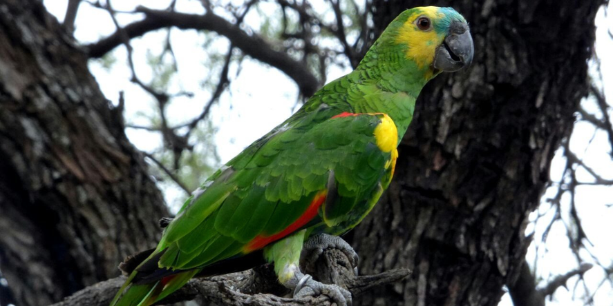 Según el último Boletín Epidemiológico del Ministerio de Salud de la provincia de Buenos Aires, hay casos sospechosos de psitacosis en la región. Según el último Boletín Epidemiológico del Ministerio de Salud de la provincia de Buenos Aires, hay casos sospechosos de psitacosis en la región.