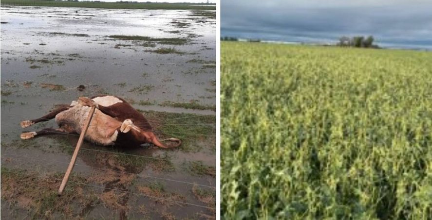 Temporal: 35 mil hectáreas con cultivos y pasturas arruinadas en 9 de Julio