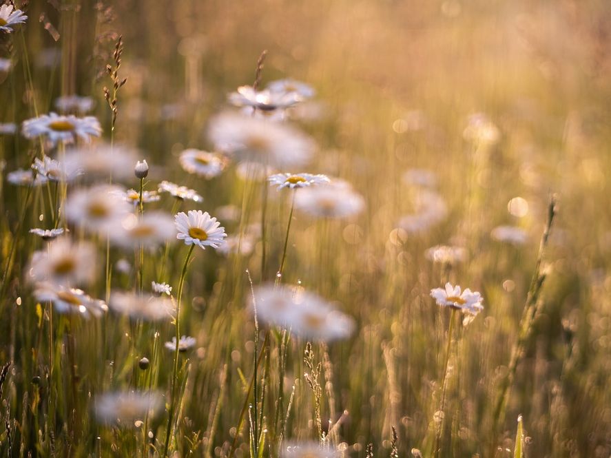 El equinoccio de primavera marca el día en que finaliza el invierno y comienza esta nueva estación del año.