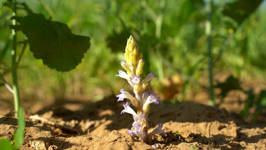 La Orobanche cumana es una planta parásita que extrae agua y nutrientes del girasol.