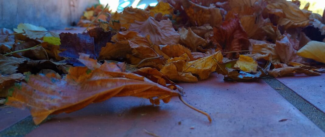 Hojas secas de otoño en la calle.