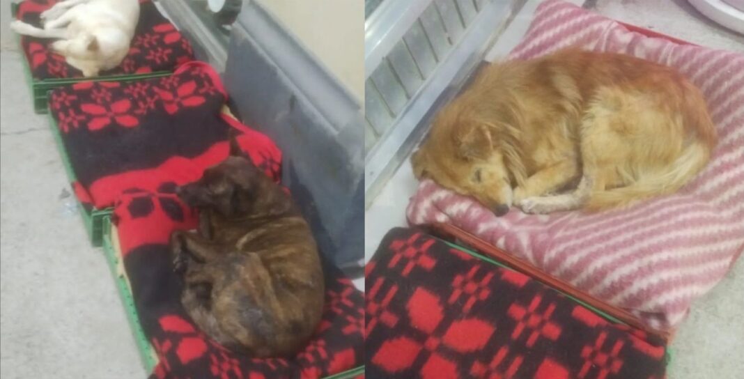 Perros callejeros durmiendo sobre mantas en cajas en la vereda de un comercio de San Vicente