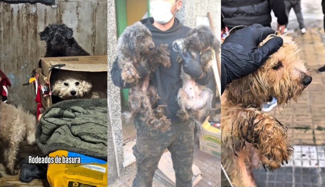 Collage del rescate de 43 perros en condiciones extremas dentro de una casa en Lanús.