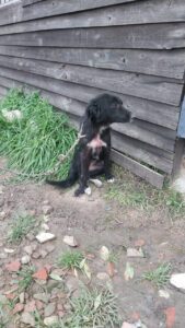 Berisso: rescataron mascotas y dos mujeres fueron notificadas en una causa por maltrato animal