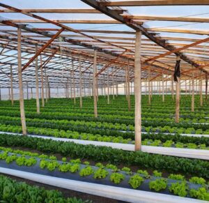 El cordón frutihortícola de La Plata en alerta total por la importación de frutas y verduras