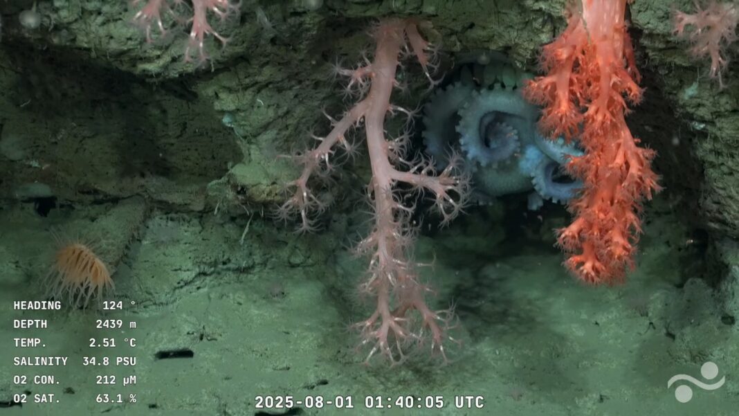 Pulpo cuidando sus huevos en el fondo marino argentino durante la expedición Talud IV.