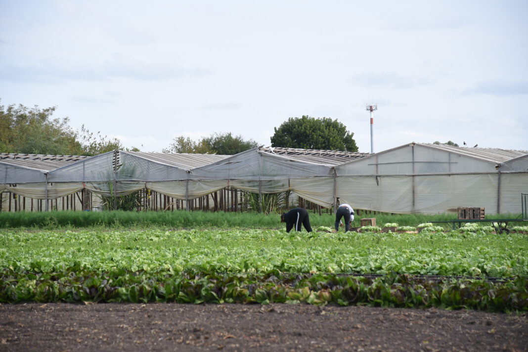 Trabajadores rurales cosechando en una quinta del cinturón verde de La Plata frente a invernaderos