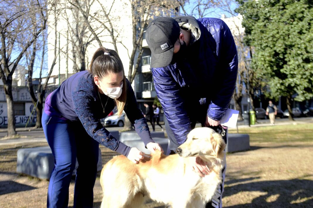 Veterinaria aplicando vacuna a un perro durante jornada gratuita en La Plata, junto a su dueño en una plaza.