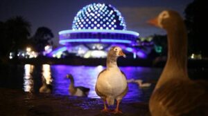 Robo insólito en los lagos de Palermo: se llevó dos gansos, filmó todo y lo subió a sus redes