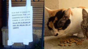 Alarma en La Plata: un vecino dejó carteles con amenazas para una joven que alimenta gatos callejeros